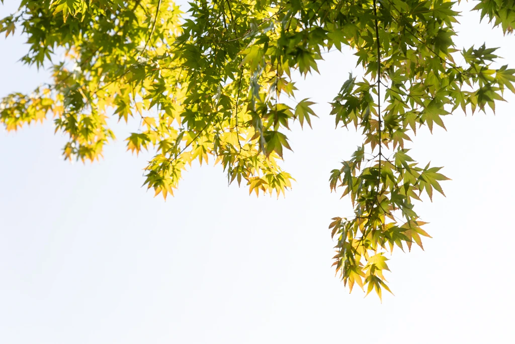 Acer palmatum VJ